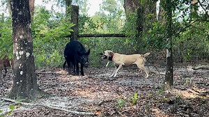 Hunting Hogs with my Dogs in the great state of Florida. Changed things up a little in this video and tried breaking down parts of the hunt to explain it better. | Knot Normal Adventures