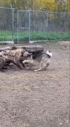 Hyena Plays with Domestic Dog in Enclosure 🐕🦁 Adorable Interaction