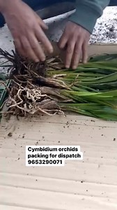 5.3K views · 31 reactions | Cymbidium Orchids | Shagun Nursery | Facebook