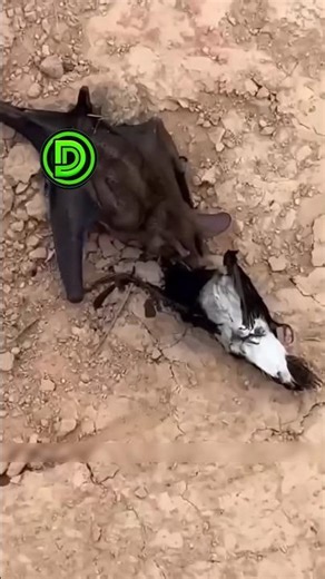 Bat vs Bird The Unseen Danger #bat #wildlife #shorts