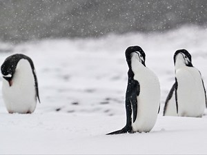 Applications open to work in Antarctica’s ‘penguin post office’