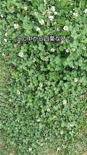 四葉のクローバーの見つけ方は運です