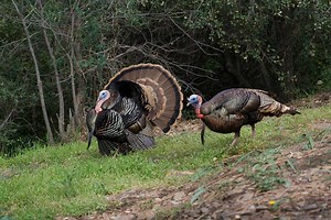 5 Indicators That Say You'll Have a Successful Turkey Season