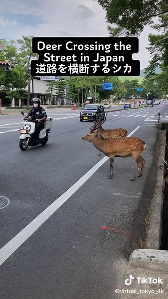 鹿が道路を横断する奈良公園の光景