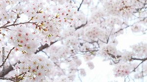 Blooming flowers sakura tree in spring video 4k