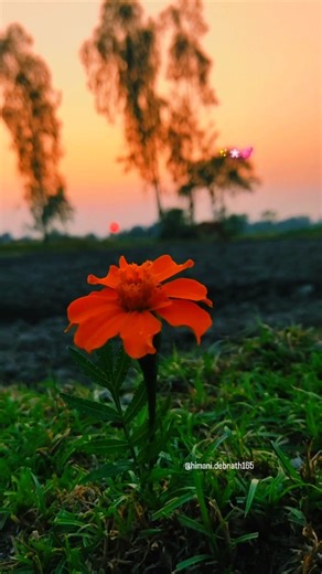✨🌸💕.......... #nature #sunset #viral #flowers #trending #freedom #instagood #military #explore #reels #spring | Himani Debnath