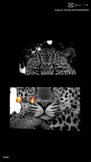 ꧁✨❤️Ằƒ𝔤𝗿𝑘❤️✨꧂ (@afgrk46)’s videos with original sound - user20771761768