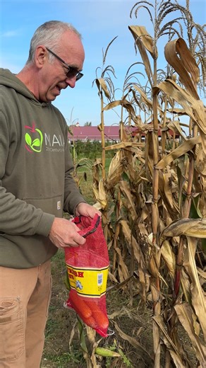 119K views · 2K reactions | POPCORN U-Pick is now open daily 10-6! Come to the market to buy your netted popcorn bag ($15). It holds about 15 ears or so of popcorn and makes a good storage bag for continued drying. Take Andy's advice: husk while on the stalk, then use one of the handy dandy popcorn shellers. Check it out! Popcorn field is at the market. | Lynd Fruit Farm | Facebook