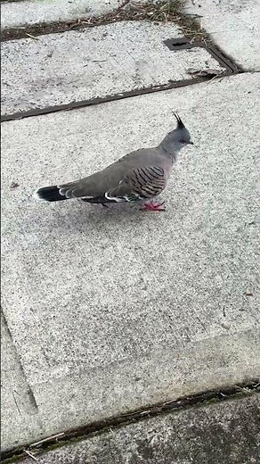 Australian Crested Pigeon: Up-Close Look at This Unique Bird #birds #australia