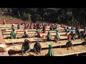 Produced by METAD - Coffee Processing at Hambela Farm, Ethiopia