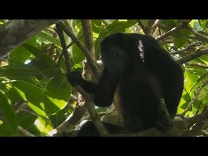 Corcovado National Park: A Wild Adventure with Ballena Tour
