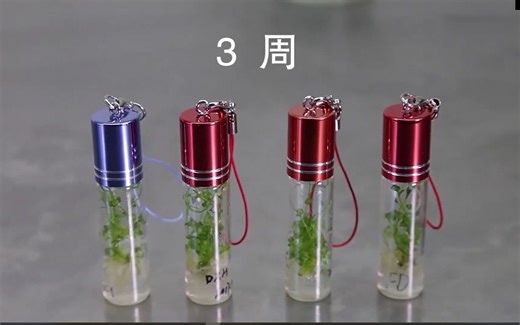 【实验】植物组织培养，组培，无性繁殖，拟南芥