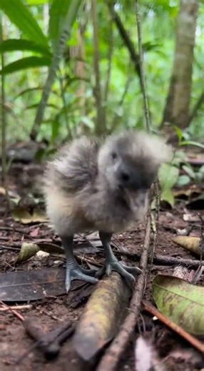 A Baby Dodo Takes Its First Steps #dodobird