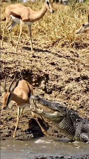 Brave animals fight, protect, and rescue each other in wild survival moments – Cute Critters!