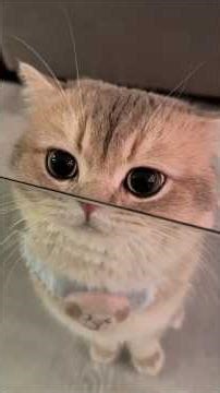 JJ TOR MONITOR KETUA | KUCING IMUT PART 86 #kucingimut