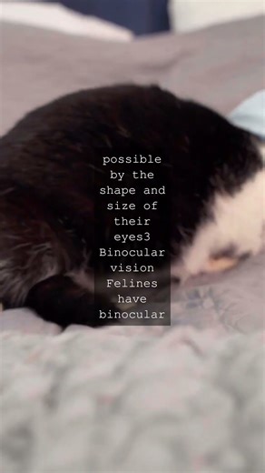 The Feline Visionaries Why Cats Have the Largest Eyes Relative to Body SizeWhen it...