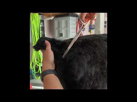 Grooming BRT - bum tail area and top line Black Russian Terrier grooming at home