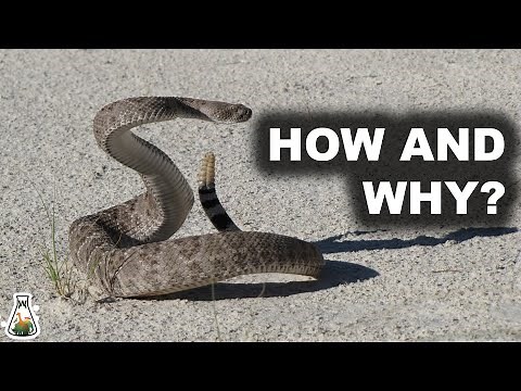 How and Why Does A Rattlesnake Produce Its Rattle?