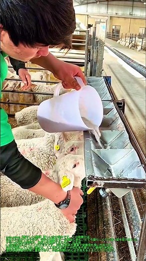 🐑生命の奇跡！生まれたばかりの子羊が「初乳」を夢中で飲む癒やしの瞬間 #sheep #farm #farmlife #viral #japan #livestock#rural