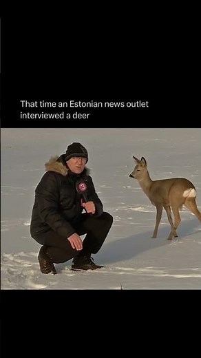 Estonian News Interviews a Deer 🦌😂 | Funniest Animal Moments