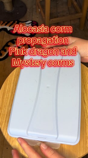 Alocasia Propagation Tips for Healthy Baby Plants