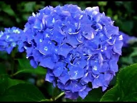 Cómo cultivar Hortensias Hydrangeas - TvAgro por Juan Gonzalo Angel