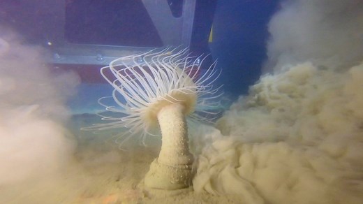 Could digging up the ocean floor help save the planet?