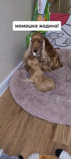 Cocker Spaniel Playing Indoors: Adorable Moments