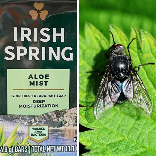 Does Irish Spring Soap Repel Mosquitoes? Experts Weight In