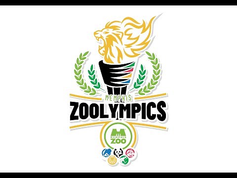 ZOOlympics: Grizzly Boxing