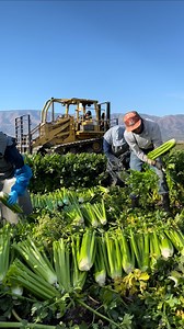 Hispanos trabajando en el corte de apio en Estados Unidos 🇺🇸 un trabajo bien pagado por contrato 😃 | Marce Vazquez