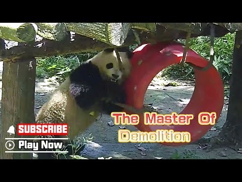 How Do Pandas Train Their Sharp Teeth? | iPanda