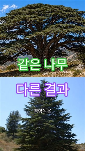 백향목은 축복인가, 교만인가?
