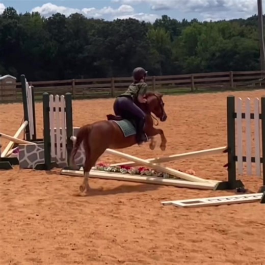 Bridget Joyce riding Baby’s Got Bling aka what we call our barn’s mini Clydestale #bellemountstables #bmt #bling #blingbling #barnfav #babysgotbling #horsesoftiktok #horses #hunterjumper #rideiea #rideieahuntseat #ieazone3 #chestnutpony #welshpony #horsebackriding #poniesoftiktok #rideforhannah #fyp #foryoupage #4upage #barnfriends #equestrian #sports video credits: @reagan