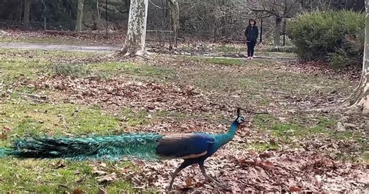See the peacock wandering around a Cherry Hill, New Jersey, neighborhood