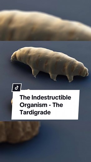 The Indestructible Tardigrade: Fascinating Animal Facts