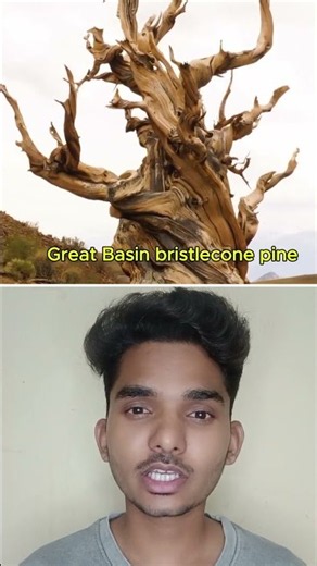 Meet the Oldest Tree on Earth! #shorts #facts