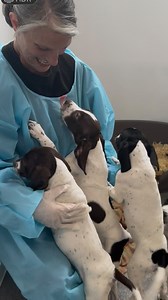 905 reactions · 80 comments | Puppies For Adoption 李 Adorable Springer Spaniel crosses and little Lurchers all waiting to meet you. If you are interested in adopting you must visit the shelter and register your interest in person. The shelter is open all weekend from 12-4 pm and you do not need to make an appointment 李 #dspca #petadoption #animalrescue #dogs #animalshelter #animalcharity #puppies | NSPCA | Facebook