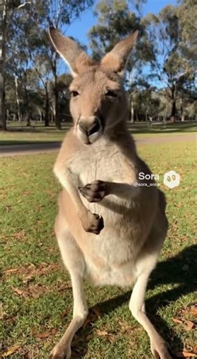Kangaroo Eats Spicy Snack 🔥 | FUNIMAL