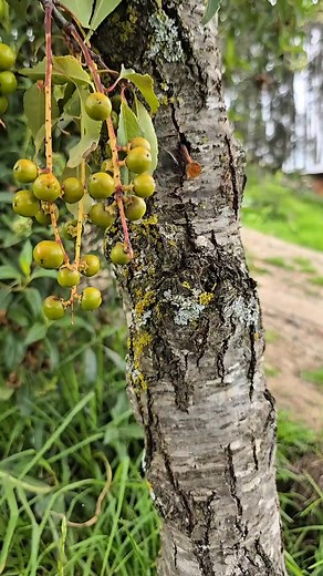 1K views | Nature's extreme fruiting hack!  This controversial method manipulates plant stress responses for accelerated harvests - use with precision! #StressFruiting #PlantHormones #OrchardHacks #ControlledStress #FloralInduction #GrowerKnowledge #TreePhysiology #FruitProduction #AgriculturalScience #SurvivalMode | MY OWN Garden | Facebook