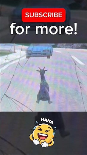 FUNNIEST GOAT SIMULATOR MOMENT 🤣