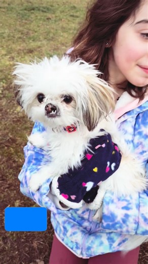 Actually, cute doesn’t even begin to describe teeny tiny Coco! Another gem of a rescue from @bettertogetherdogrescue , this perfectly imperfect puppy is totally magical. 😍 #amherstdogpark #welovedogs #tinydogsofinstagram #shihtzu #rescuedog #bekind #amherstma | Friends of Amherst Dog Park