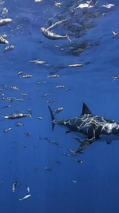 Great white shark swimming past the cage — patrol mode. Video by Discoversharks | Discoversharks