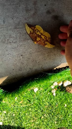 An Imperial Moth at the Ranch I found this Imperial Moth just now. It was on the ground with its wings spread wide, so I moved it onto some wildflowers where it would be safer. Moths keep showing up in my path lately, and they fascinate me. Most of an imperial moth’s life isn’t spent looking like this at all. They spend months as caterpillars, eating and growing, then pupating underground. When they finally emerge as moths, they’re at the very end of their life cycle. As adults, they don’t eat —