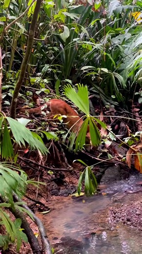 8.6K views · 254 reactions | Costa Rica is pure nature. Here we see a female Puma in search of food for her cubs. Full adrenaline in the Osa Peninsula. Costa Rica...  Courtesy Follow The Costa Rica News - TCRN Hashtag #TCRN #tcrn #costarica #sanjose #guanacaste #puma #Osapeninsula #city #adrenaline #food #cubs #female #day #date #news #green #world #earth #pure #puravida | The Costa Rica News - TCRN | Facebook