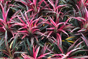 Here’s how to choose the best cordyline varieties for your home
