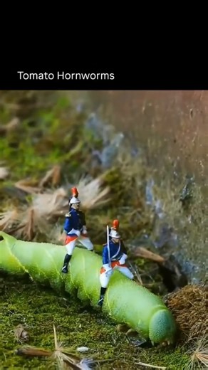 naked eyes on Instagram: "The hornworm is a large, soft-bodied caterpillar known for the harmless horn-like spike on its tail. Even though it looks intimidating, the horn can’t sting or hurt anything. Hornworms are usually bright green with diagonal stripes or spots along their sides, blending perfectly into tomato, pepper, or tobacco plants where they feed. They grow quickly and can become impressively large before transforming into powerful hawk moths. Hornworms don’t feel pain the way humans