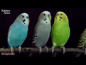 Talking budgies reveal a secret to their speech | Science News