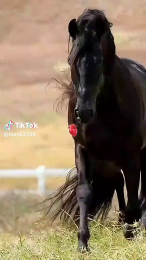 Horse Care Tips for Enthusiasts and Lovers