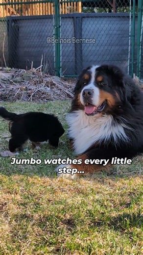 Bernese Mountain Dog Puppies’ First Outing with Daddy Jumbo | Belnois Bernese
